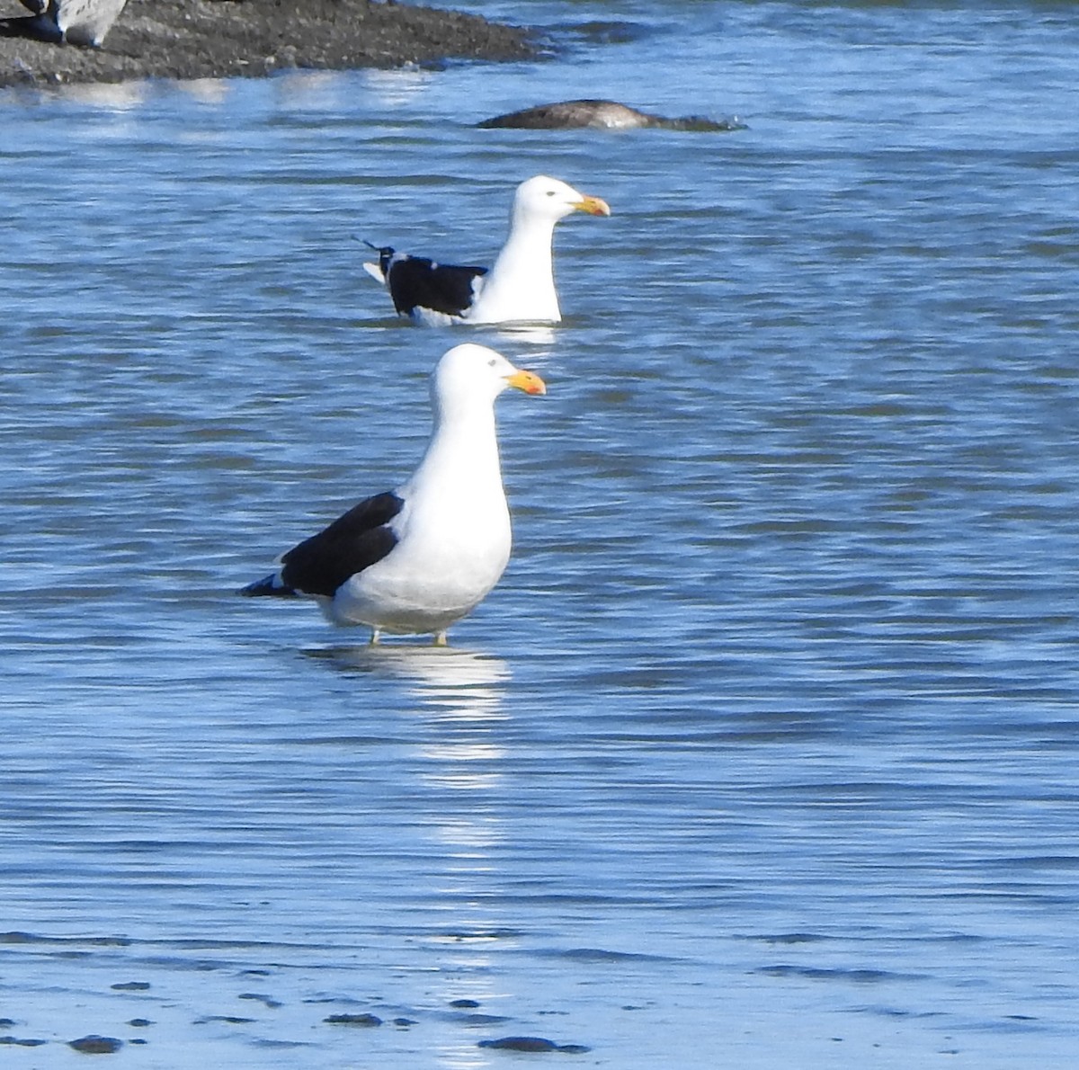 Kelp Gull - ML183497021