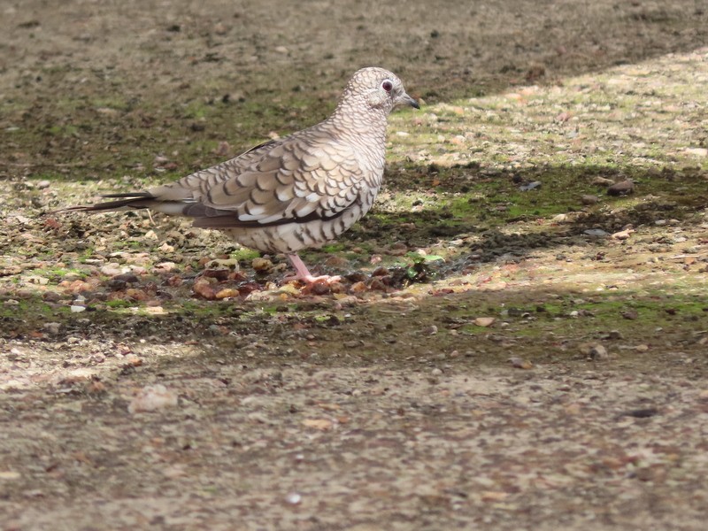 Scaled Dove - ML183497571