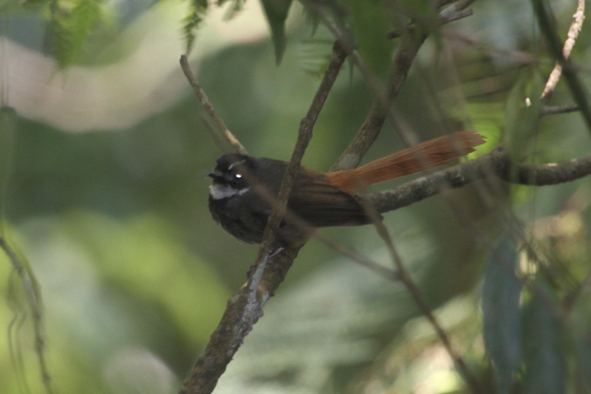 Rufous-tailed Fantail - ML183497881