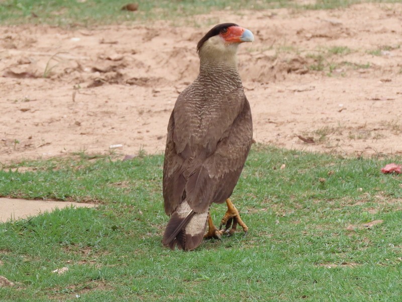 Crested Caracara (Southern) - ML183497991