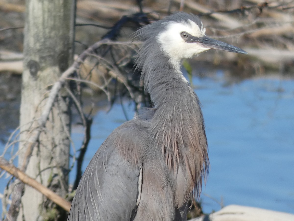 White-faced Heron - ML183498011