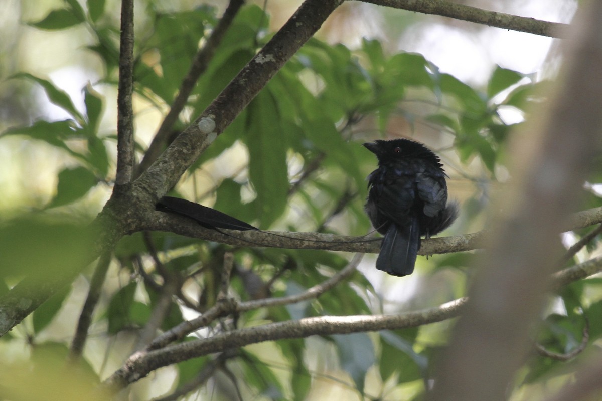 Lesser Racket-tailed Drongo - ML183498151