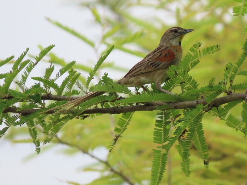 Chotoy Spinetail - ML183498191