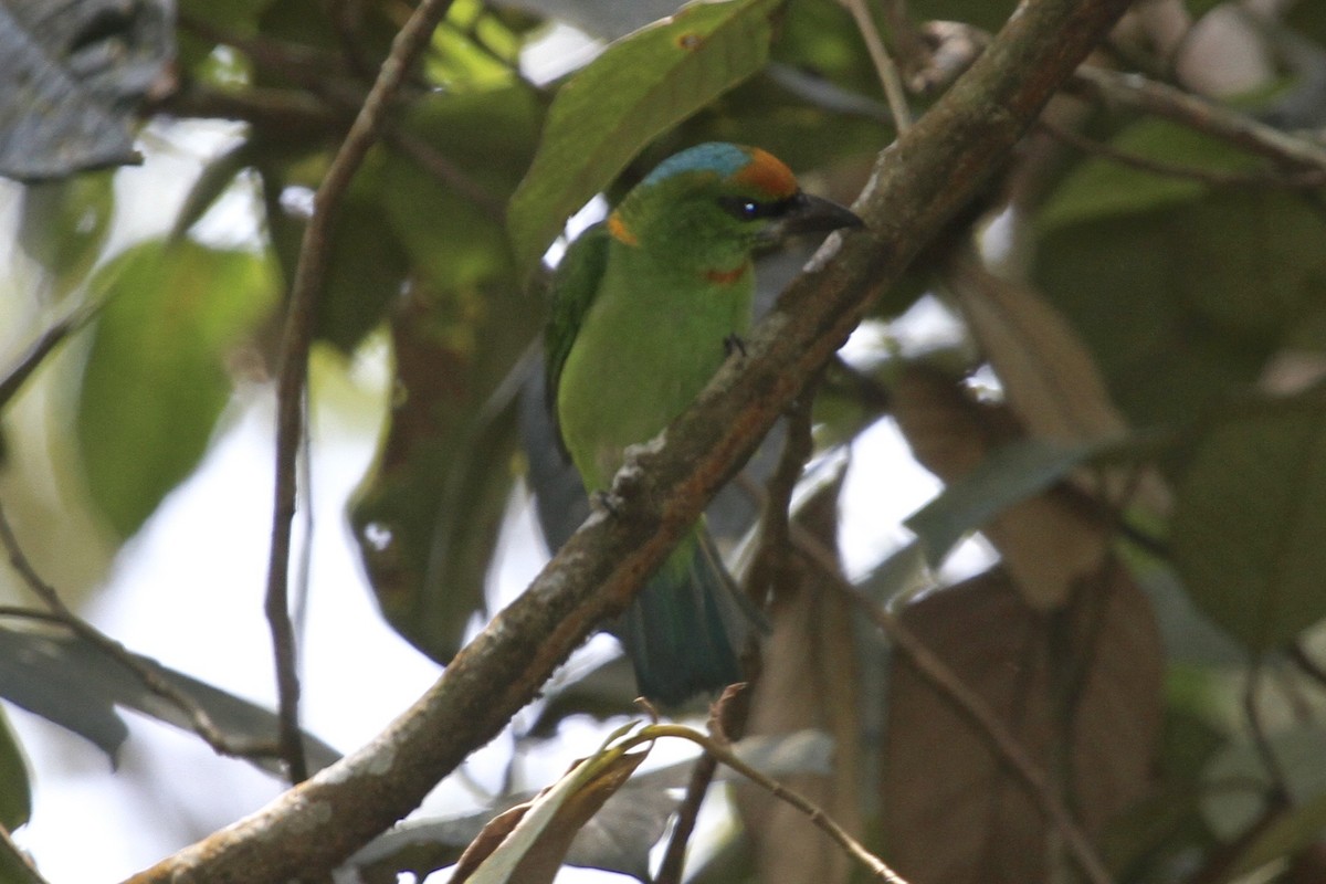 Flame-fronted Barbet - ML183498801