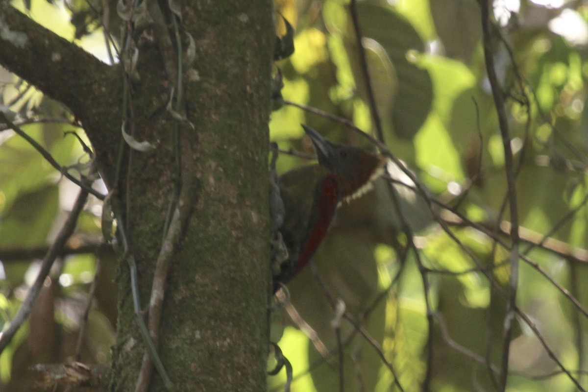 Checker-throated Woodpecker - ML183498841