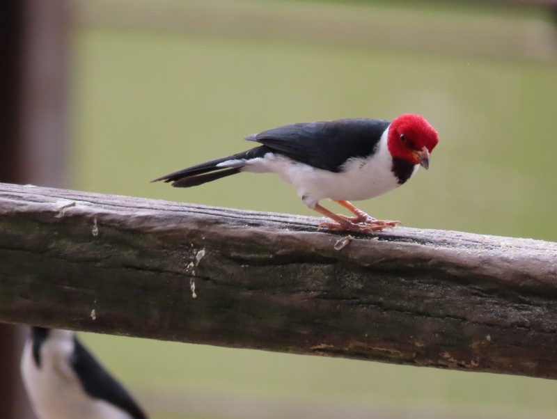 Yellow-billed Cardinal - ML183498911