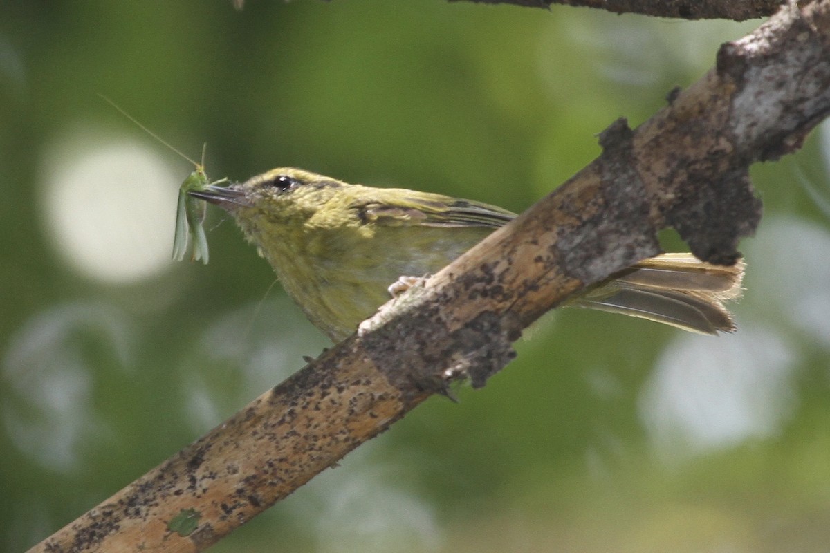 Mountain Leaf Warbler - ML183498991