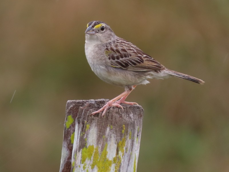 Grassland Sparrow - ML183499161