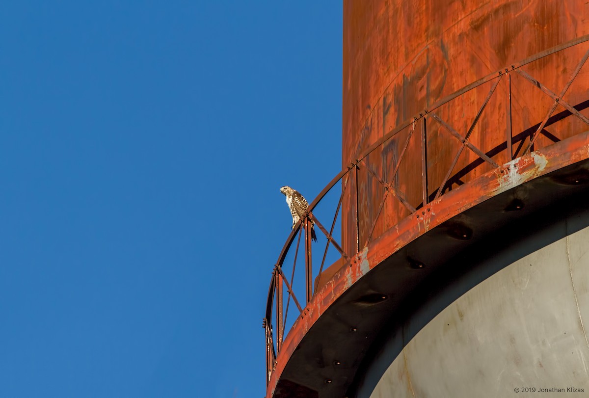 Red-tailed Hawk - ML183499211