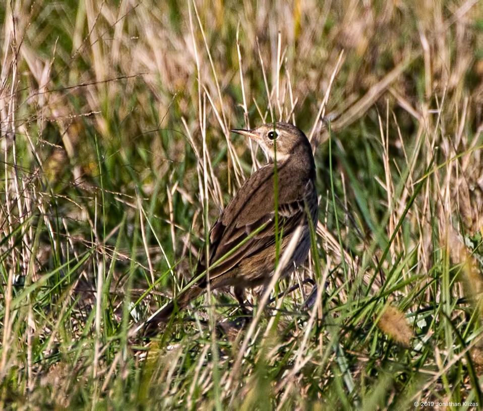 American Pipit - ML183499231