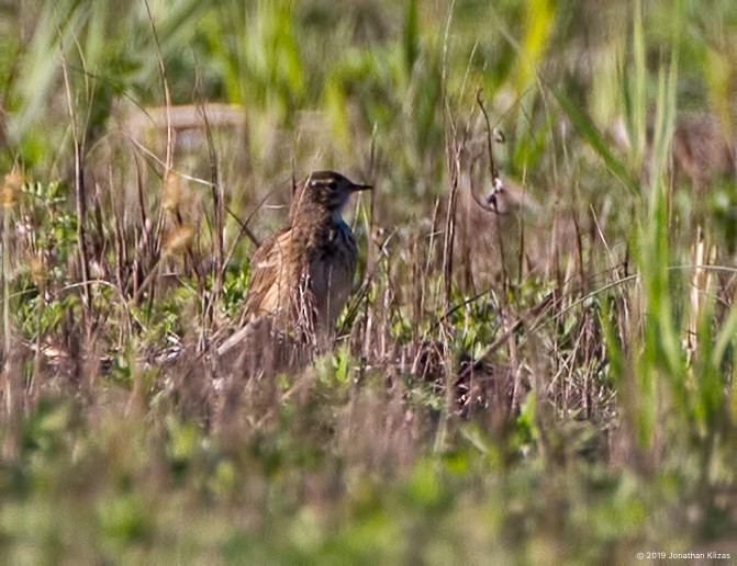 American Pipit - ML183499271