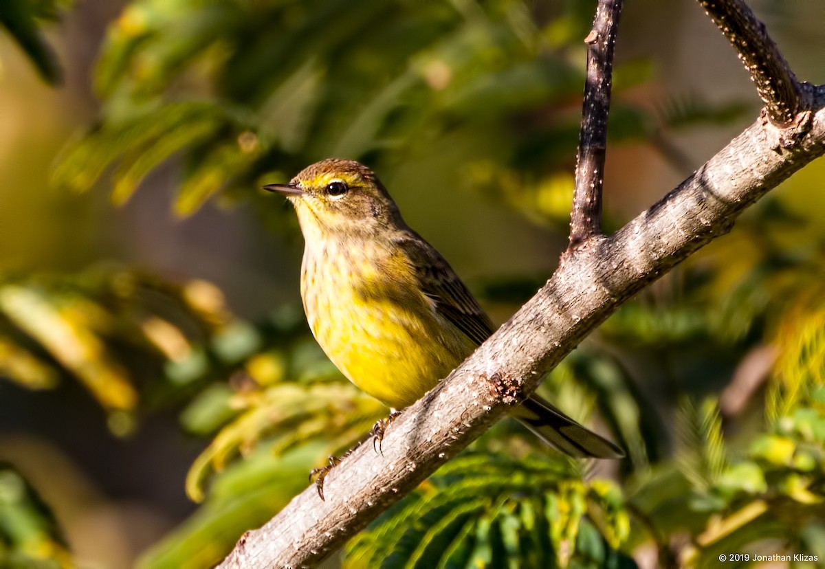 Palm Warbler (Yellow) - Jonathan Klizas