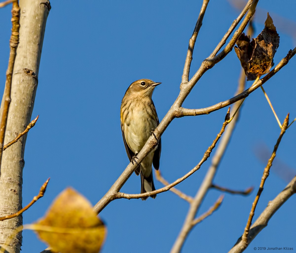 Yellow-rumped Warbler (Myrtle) - ML183499501