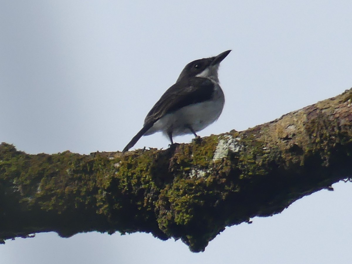 Black-winged Flycatcher-shrike - ML183499691