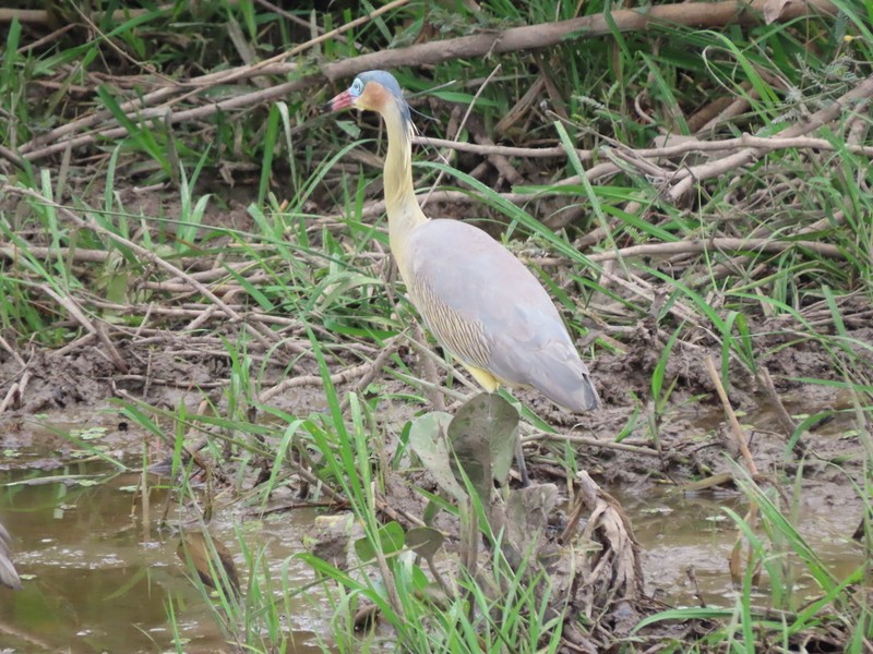 Whistling Heron - ML183500151