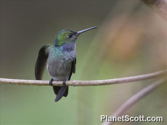 Blue-chested Hummingbird - Scott Bowers