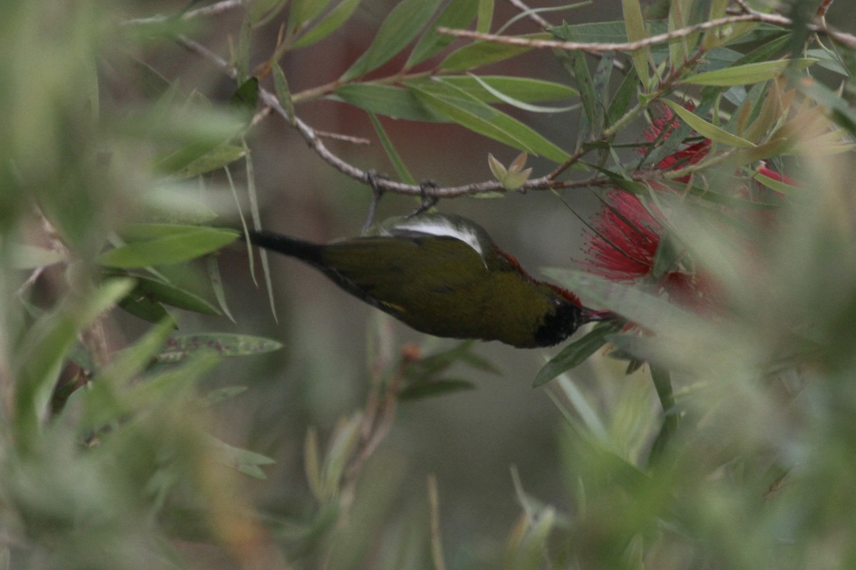 White-flanked Sunbird - ML183500251