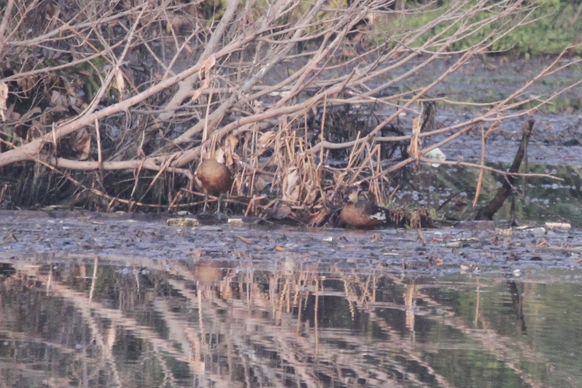 Wandering Whistling-Duck - ML183500381