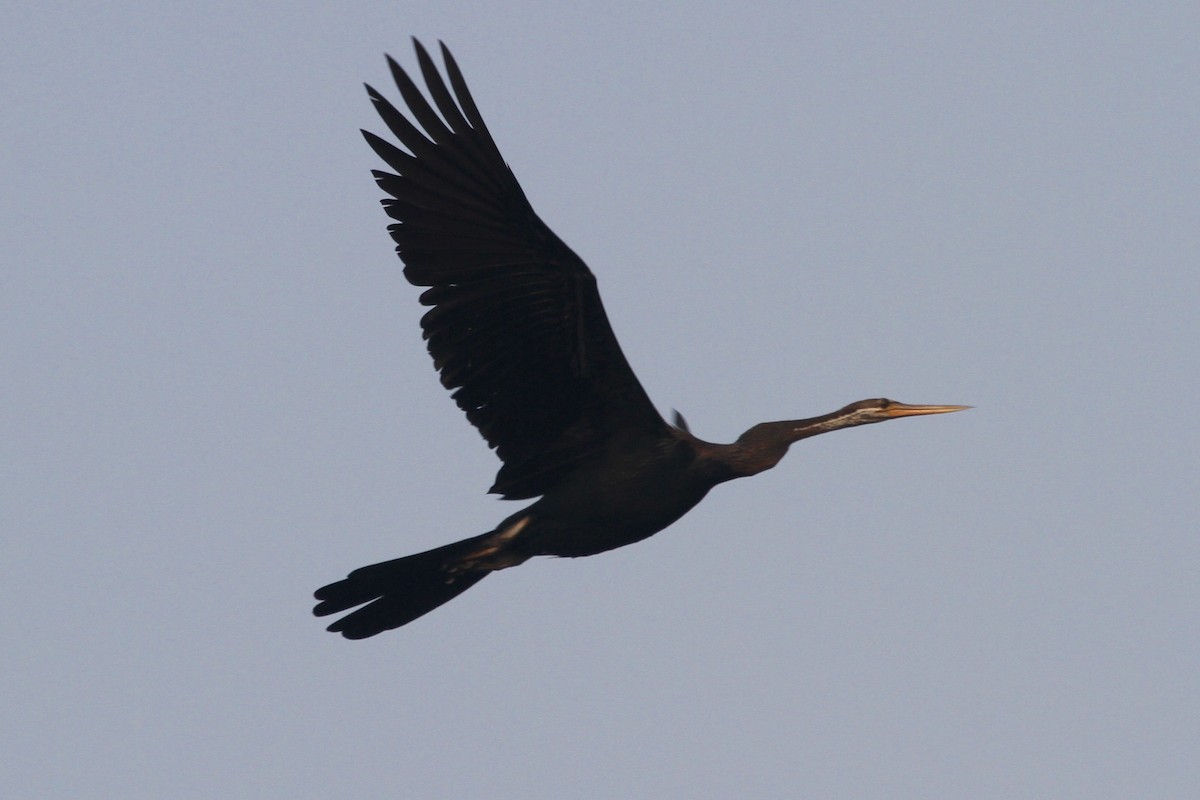 Orient-Schlangenhalsvogel - ML183500401