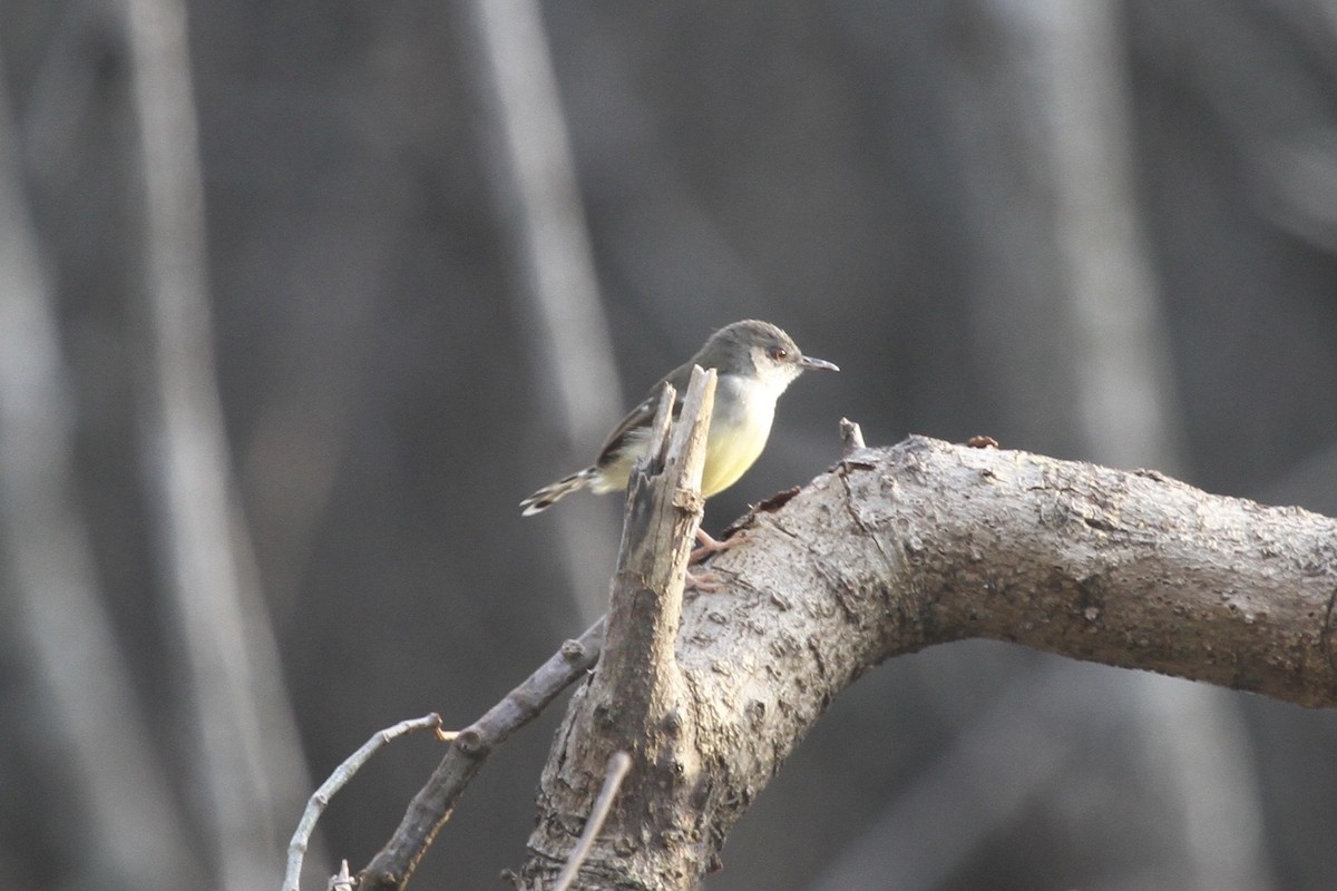 Bar-winged Prinia - ML183500731