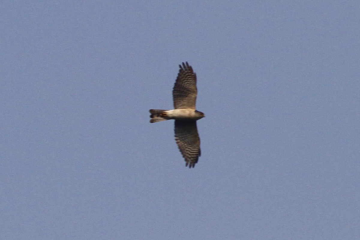 Japanese Sparrowhawk - ML183500851