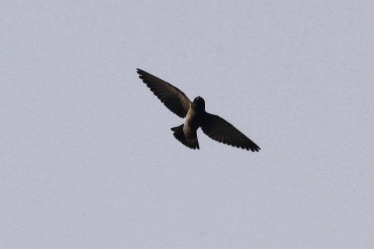 White-breasted Woodswallow - ML183500951