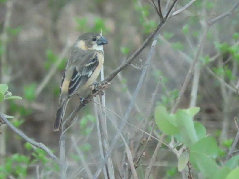 Rusty-collared Seedeater - ML183501121