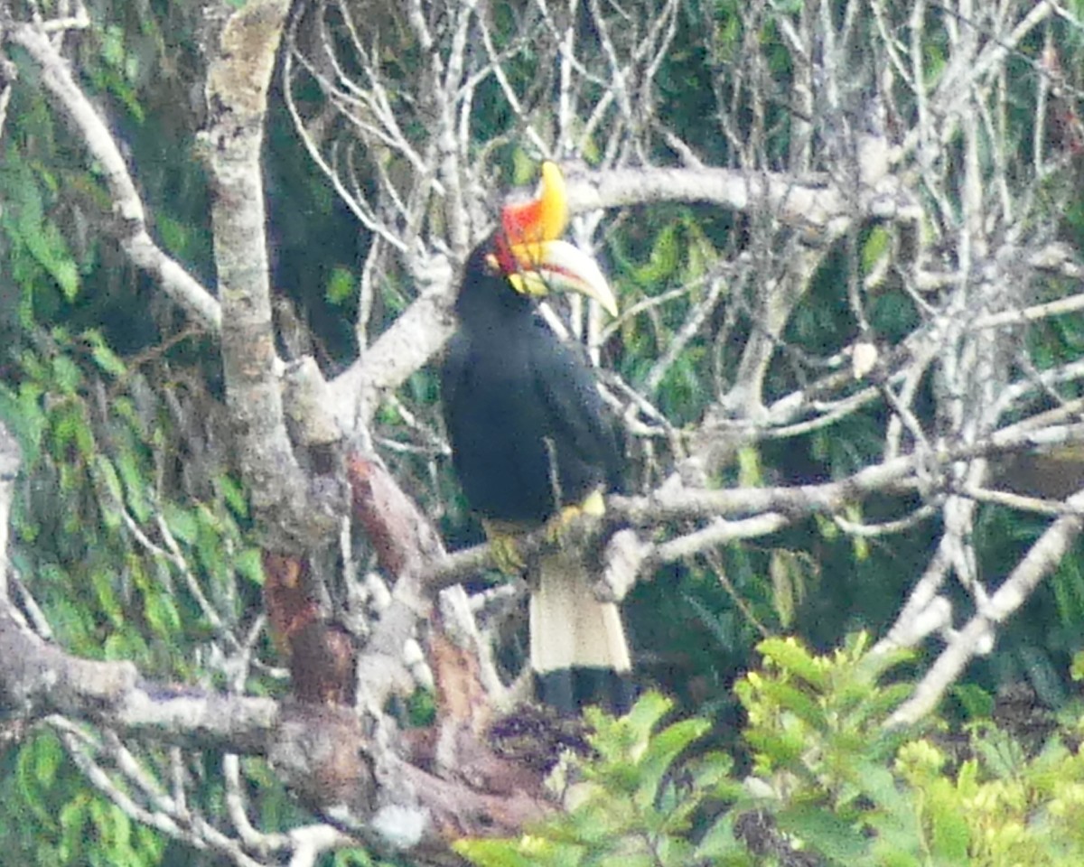 Rhinoceros Hornbill - ML183501271