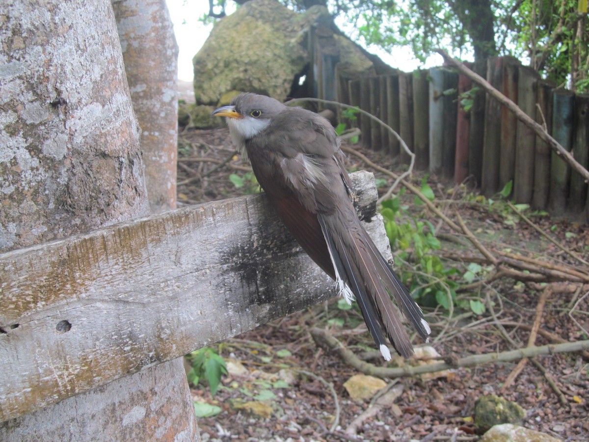 Yellow-billed Cuckoo - ML183501381