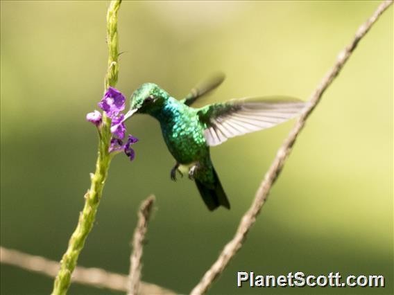 Blue-tailed Emerald - Scott Bowers