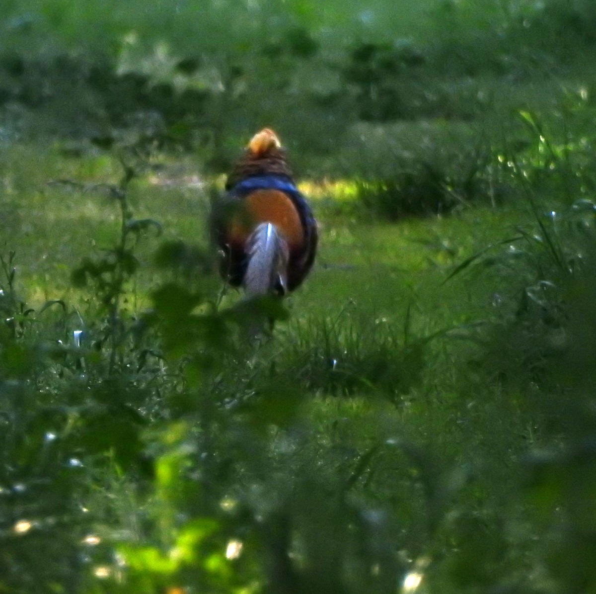 Golden Pheasant - ML183503171