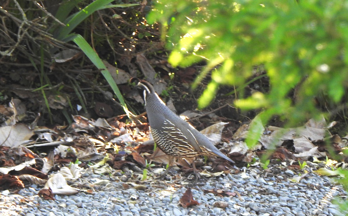 California Quail - ML183503311