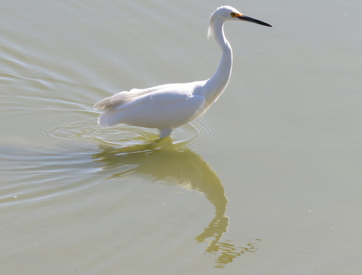 Snowy Egret - ML183503941