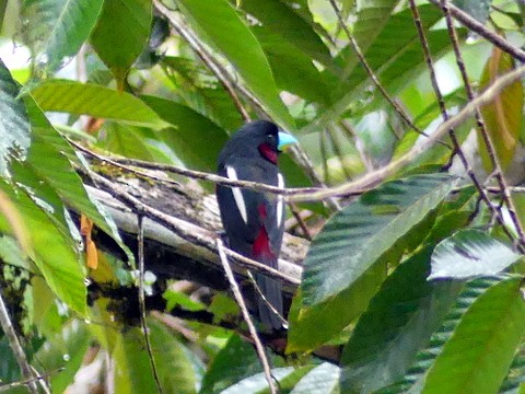 Black-and-red Broadbill - ML183505041