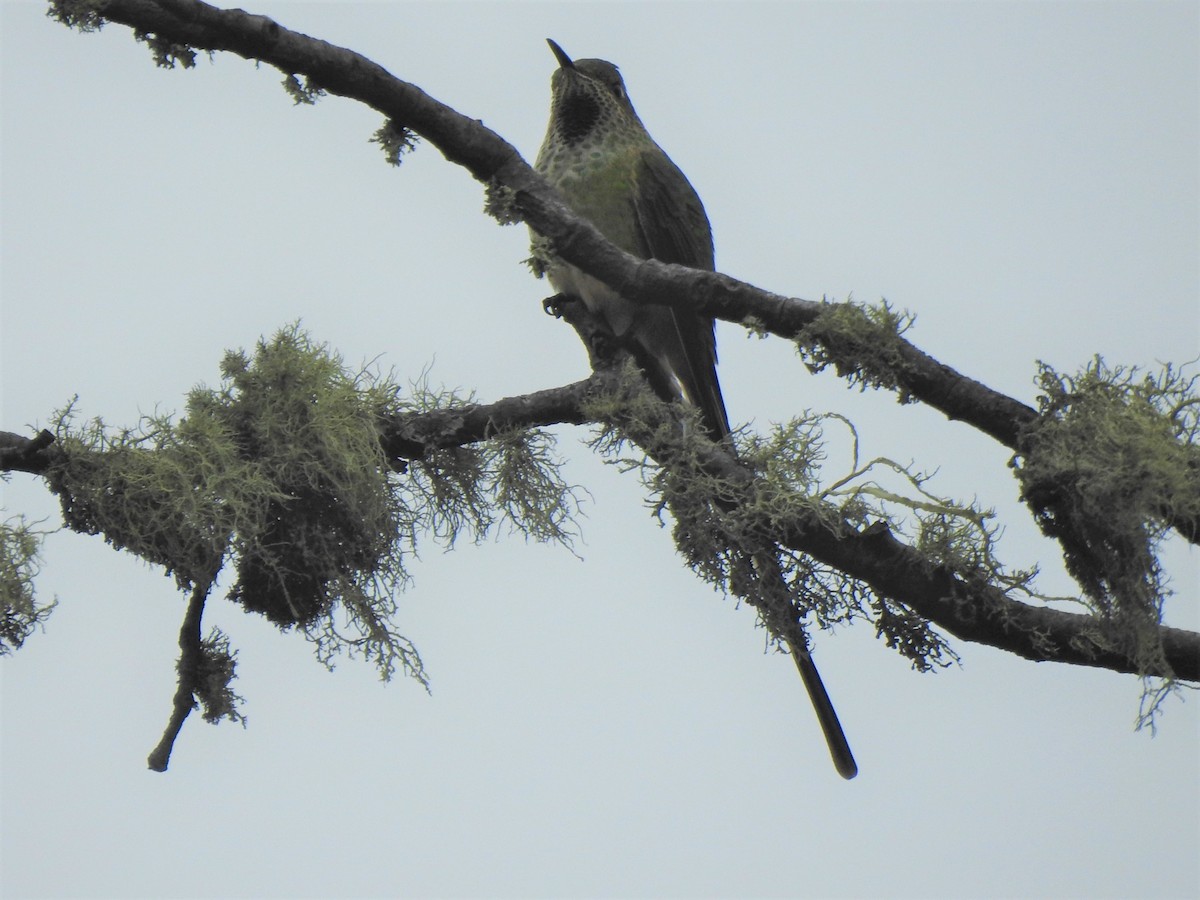 Black-tailed Trainbearer - ML183506871