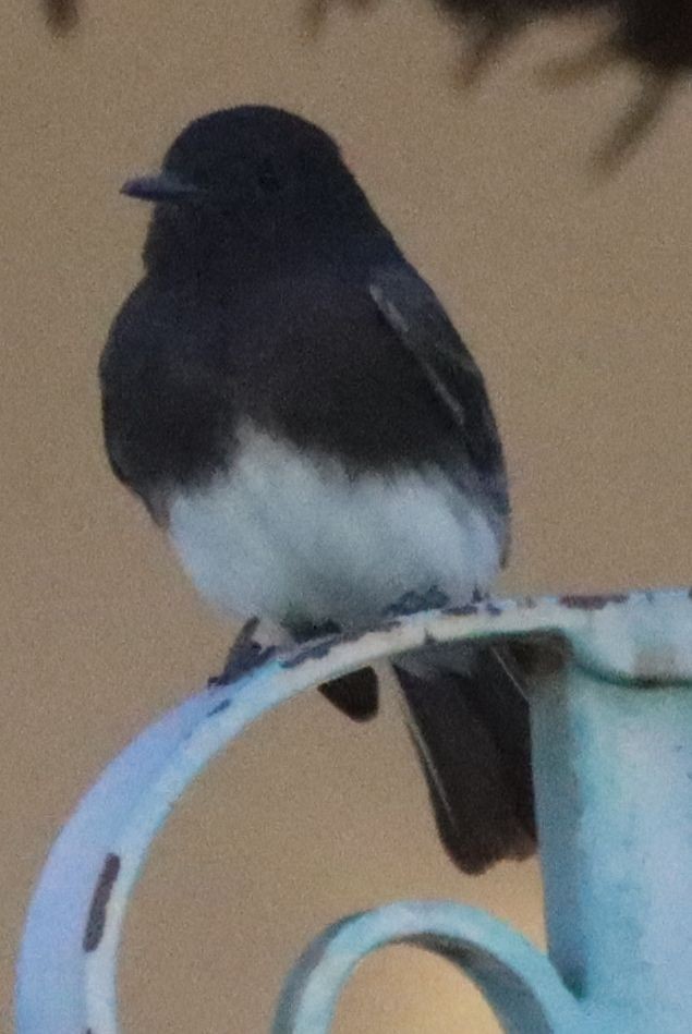 Black Phoebe - ML183507841