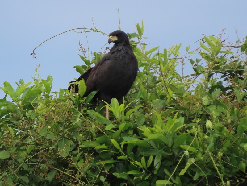 Great Black Hawk - ML183508521