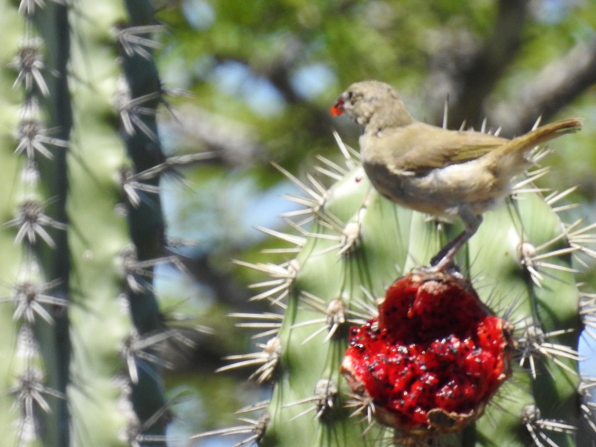 Black-faced Grassquit - ML183508941