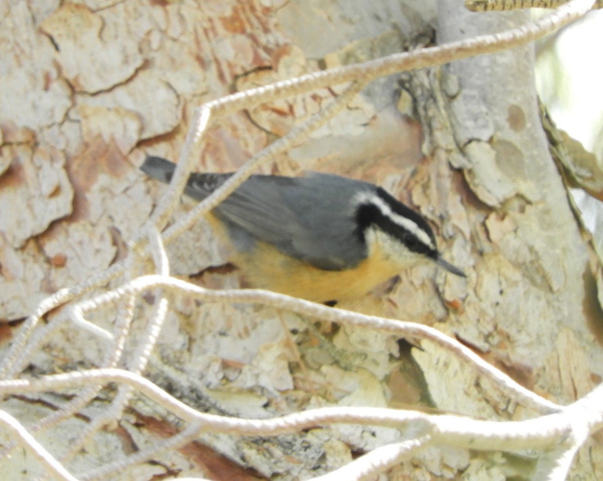 Red-breasted Nuthatch - ML183509871