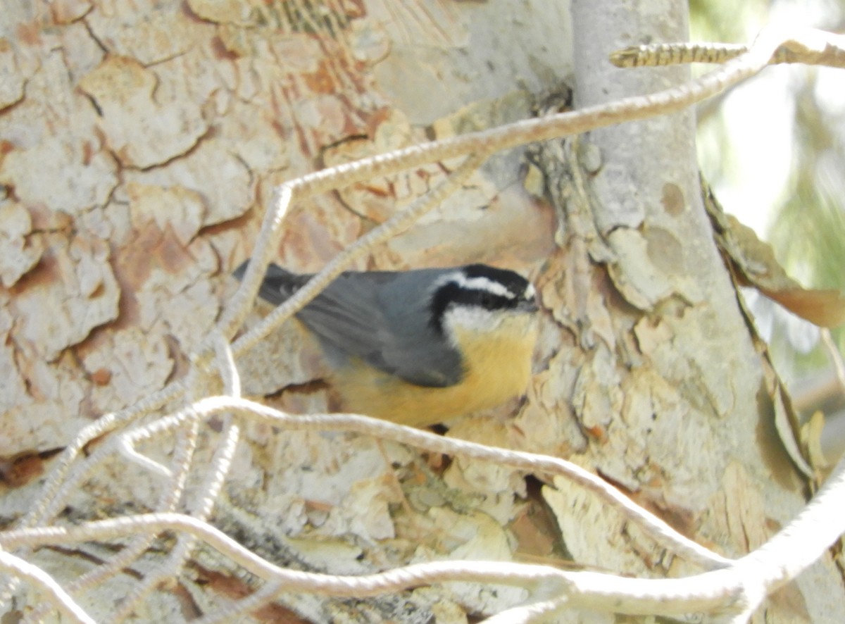 Red-breasted Nuthatch - ML183509901