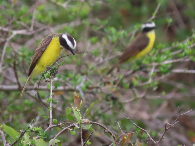 Rusty-margined Flycatcher - ML183510081