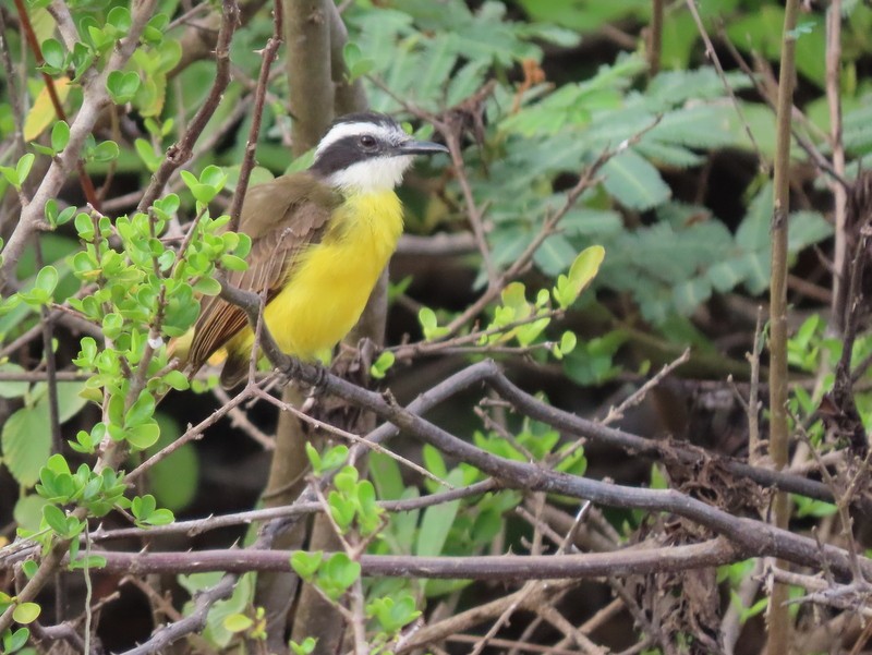 Lesser Kiskadee - ML183510141