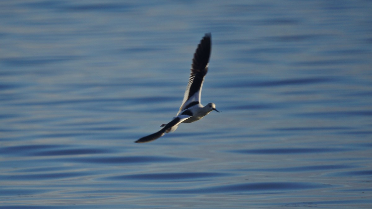 American Avocet - ML183510201