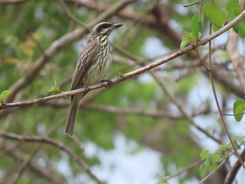 Streaked Flycatcher - ML183510211