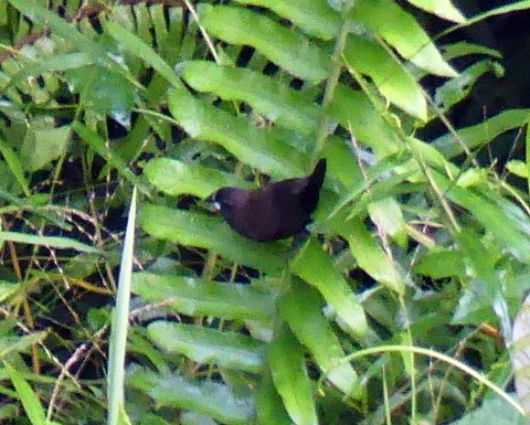 Dusky Munia - ML183510661