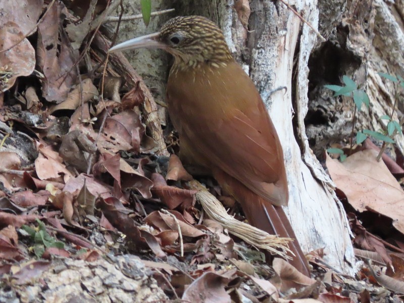 Buff-throated Woodcreeper - ML183510741