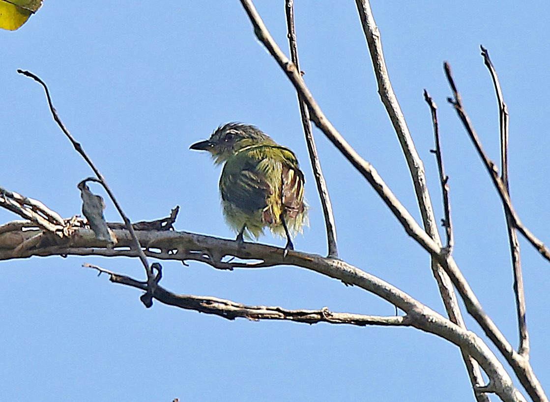 Yellow-margined Flatbill (obscuriceps) - ML183511521