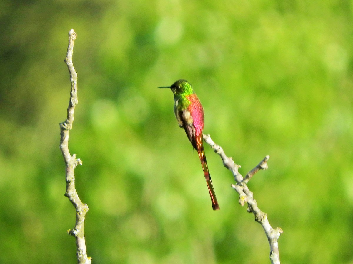 Red-tailed Comet - ML183512041