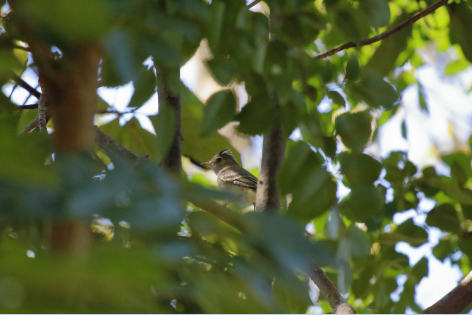 White-crested Elaenia - ML183512191