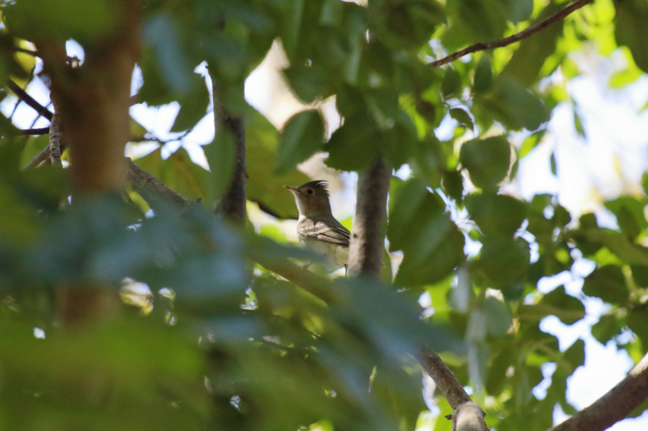 White-crested Elaenia - ML183512211